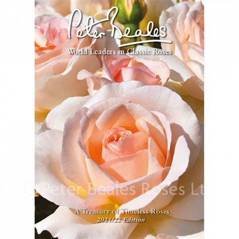 peter beales roses|classic roses uk peter beales.